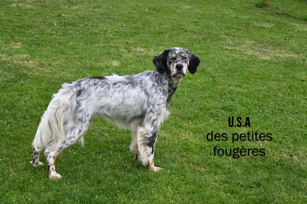 U.s.a Des Petites Fougères