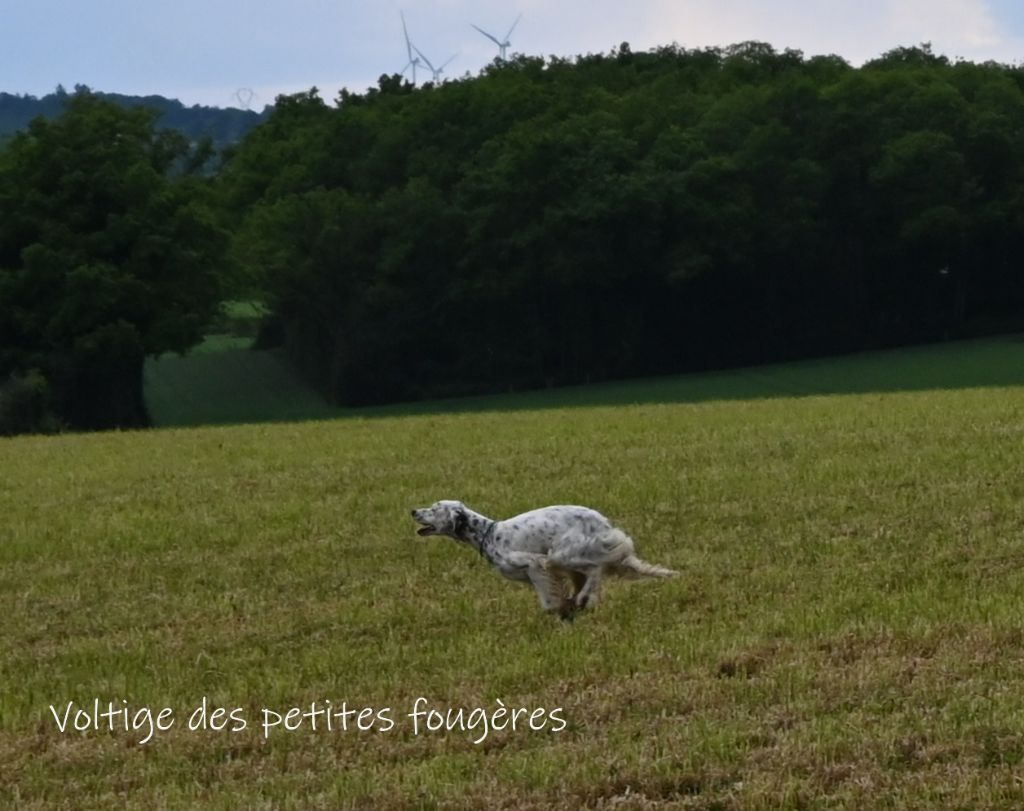 Voltige Des Petites Fougères