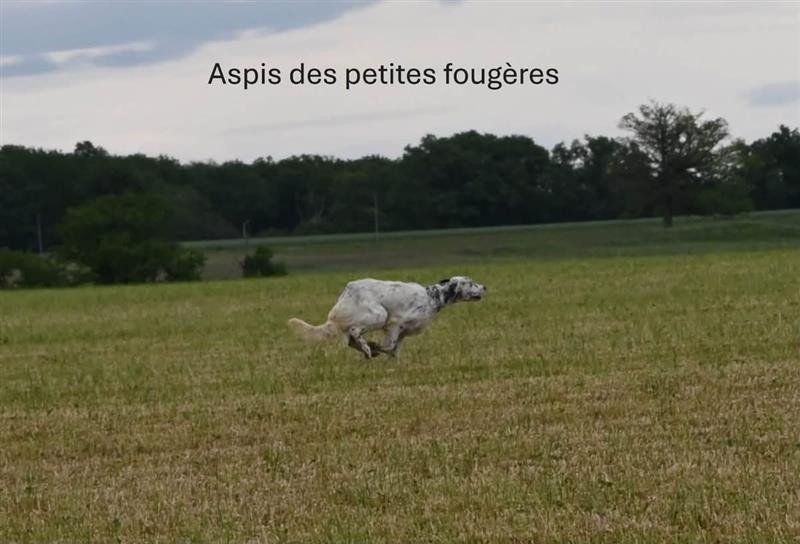 ASPI Des Petites Fougères
