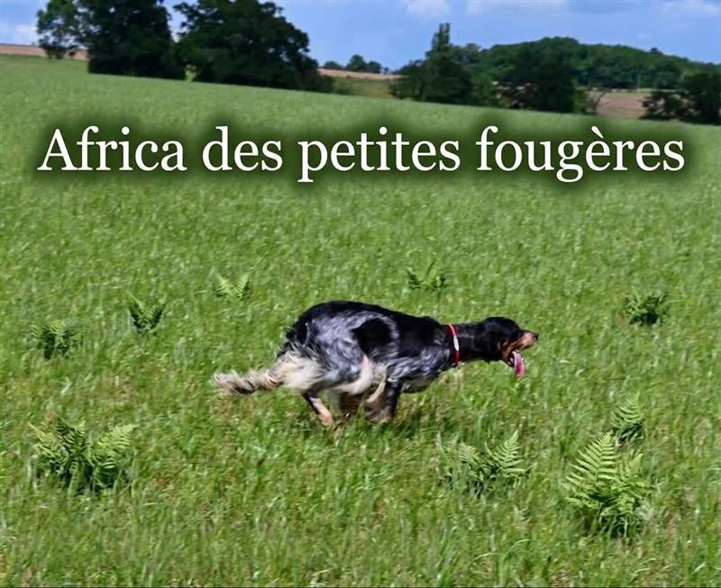 AFRICA Des Petites Fougères