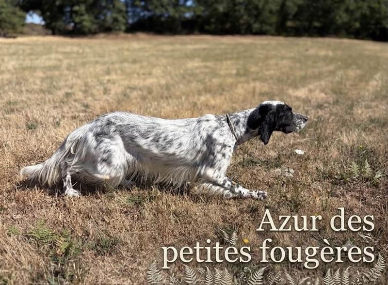 AZUR Des Petites Fougères