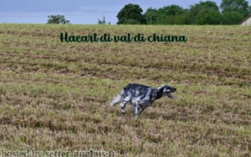 HAEART Di val di chiana