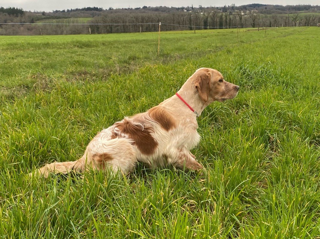 Des Petites Fougères - Setter Anglais - Portée née le 19/07/2023