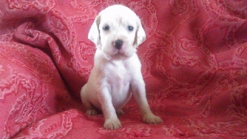 Des Petites Fougères - Setter Anglais - Portée née le 27/08/2015