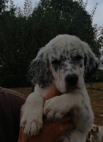 CHIOT