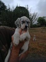 CHIOT