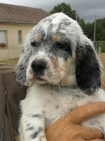 CHIOT