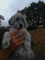 CHIOT